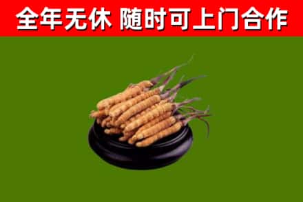 青岛市烟酒回收冬虫夏草.jpg