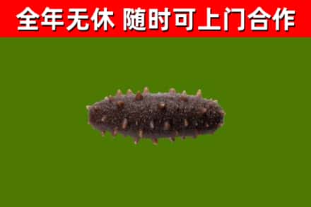 青岛市烟酒回收干海参.jpg